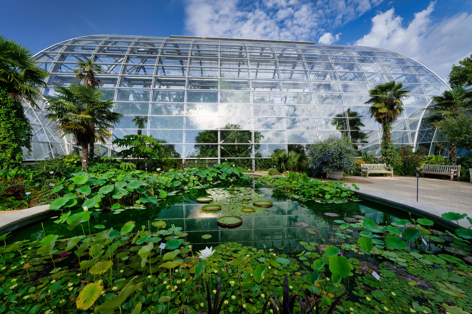 Seerosen im Schaugewächshaus der Kölner Flora.
