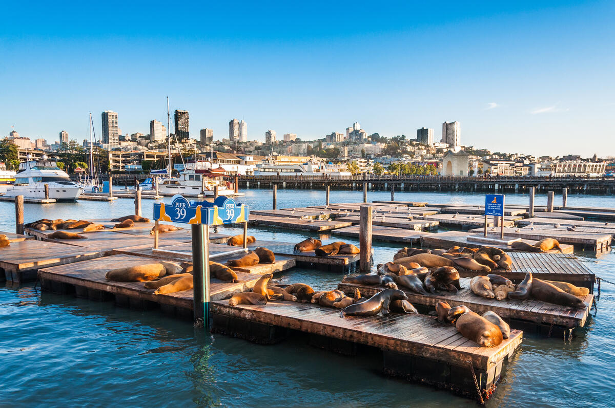 Seelöwen liegen auf Schwimmstegen; dahinter sind das Hafenbecken und die Häuser von San Francisco zu sehen.