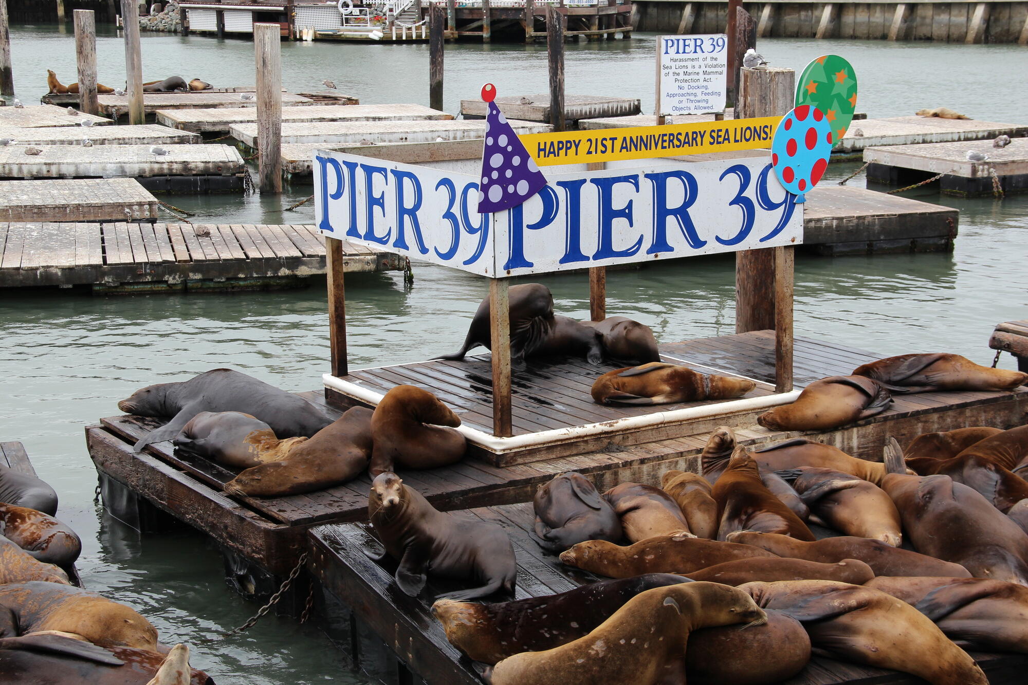 Zahlreiche Seelöwen ruhen dicht beieinander auf den hölzernen Schwimmstegen neben einem Pier-39-Schild.
